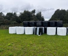 Red Clover Silage