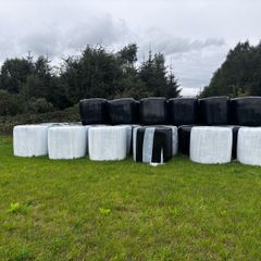 Red Clover Silage