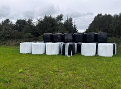 Red Clover Silage