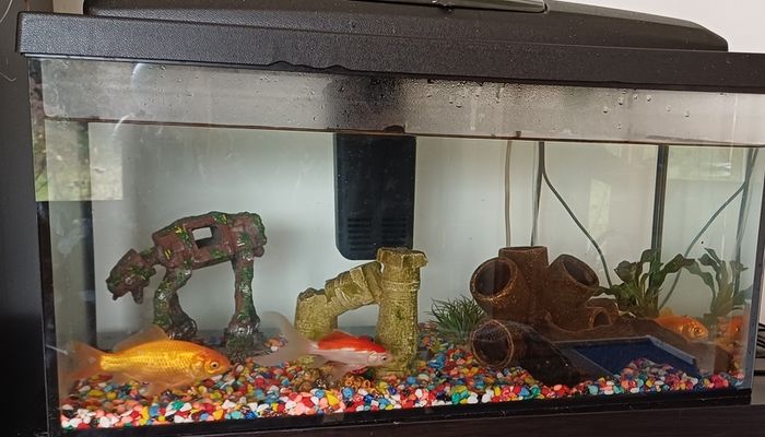 PRICE DROP!!!fish tank 54 l with filter, heater etc