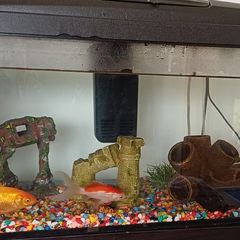 fish tank aquarium 54 litre with filter, heater etc