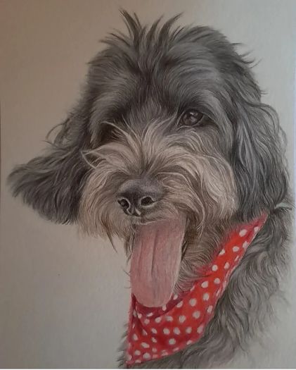 pet
