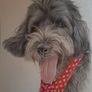 pet Image 8