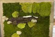Wall decor 40x50cm natural moss