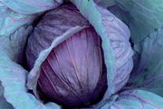 (C) Red Cabbage seeds Mars 2g (123483)