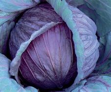 (C) Red Cabbage seeds Mars 2g (123483)