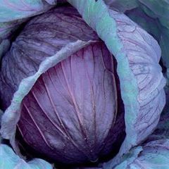 (C) Red Cabbage seeds Mars 2g (123483)