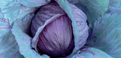 (C) Red Cabbage seeds Mars 2g (123483)
