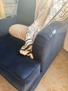 armchair velvet CAN DELIVER