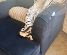 armchair velvet CAN DELIVER