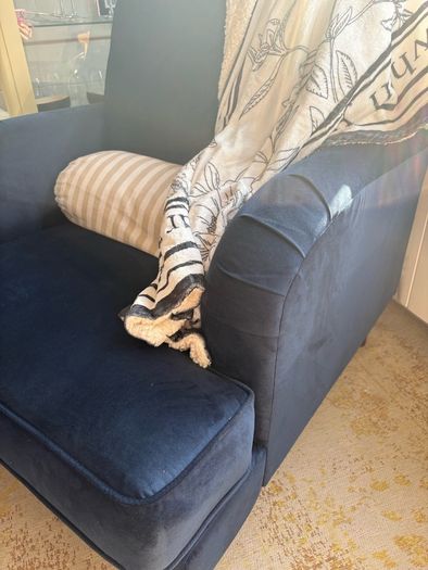 armchair velvet CAN DELIVER