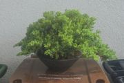 Juniper Bonsai Tree