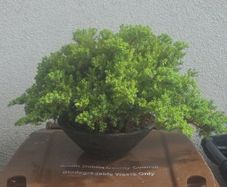 Juniper Bonsai Tree