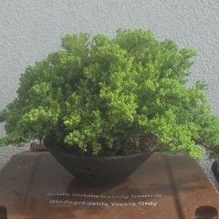 Juniper Bonsai Tree
