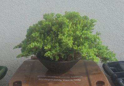 Juniper Bonsai Tree