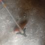 brush cutter  strimmer Husqvarna Image 2