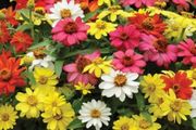 (Z) Zinnia Zahara Single Mix seeds 0.03g (416035)