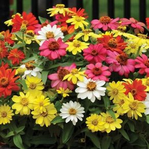 (Z) Zinnia Zahara Single Mix seeds 0.03g (416035)