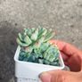 plant Image 4