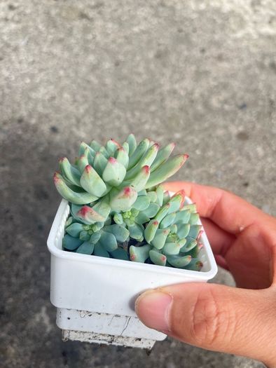 plant