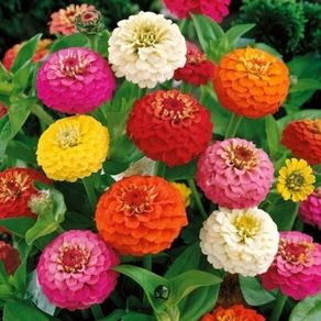 (Z) Dwarf Zinnia Pepito Mixed seeds 1g (184588)