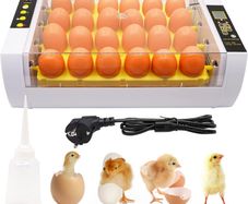 24-Egg Incubator with Automatic Digital Temperature Control