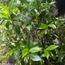 Established 210cm evergreen trachelospermum star fragrant flower jasmine in large rattan planter with trellis Image 3