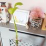 Large Monstera Minima with Pot Image 6