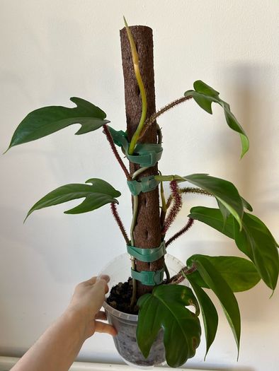 plant