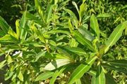 Large Garden Plant bundle 33+ plants 5 trees plus plants