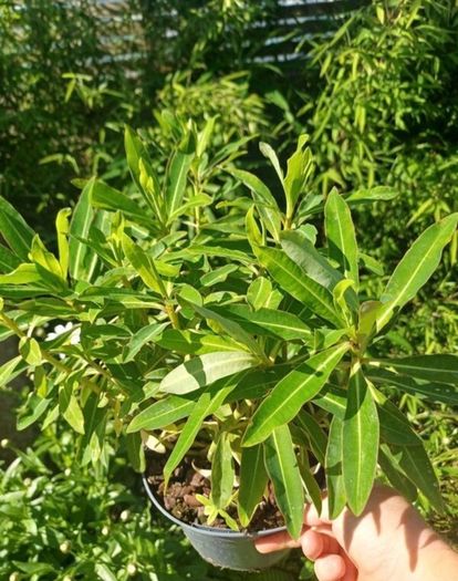 Plant Bundle 20+ plants end of season sale!!!!