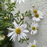 garden plants Image 2