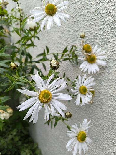 garden plants