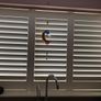Shutter blind (Hillarys) Image 4