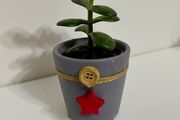 Jade plant/Money plant in Christmas theme pot