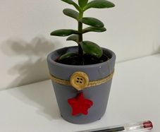 Jade plant/Money plant in Christmas theme pot