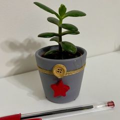 Jade plant/Money plant in Christmas theme pot