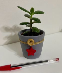 Jade plant/Money plant in Christmas theme pot