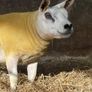 Pedigree Texel gimmers for sale Image 2