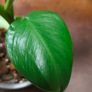 Philodendron Jose Buono Image 4