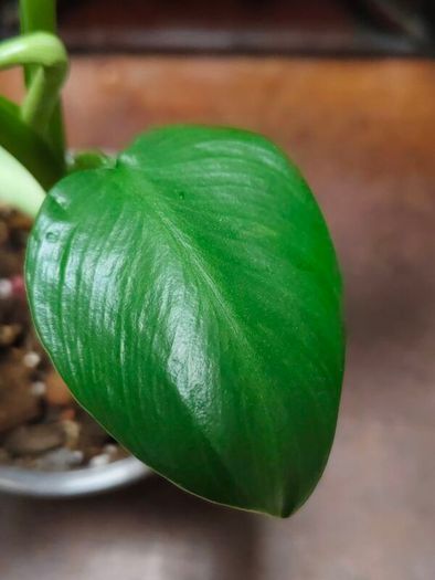 Philodendron Jose Buono