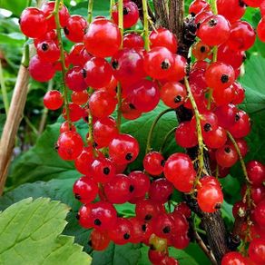 Redcurrant plants