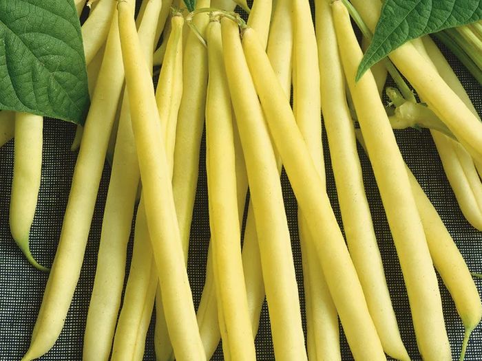 (B) French Bean Maxidor seeds 15g (aprox. 40 seeds) (125753)