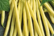 (B) French Bean Maxidor seeds 15g (aprox. 40 seeds) (125753)