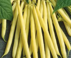(B) French Bean Maxidor seeds 15g (aprox. 40 seeds) (125753)