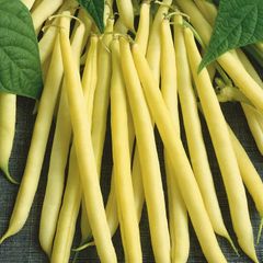 (B) French Bean Maxidor seeds 15g (aprox. 40 seeds) (125753)
