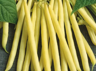 (B) French Bean Maxidor seeds 15g (aprox. 40 seeds) (125753)