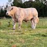 Bull Image 4