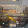 hamster cage Image 4