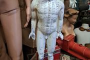 Anatomical Male Mannequin